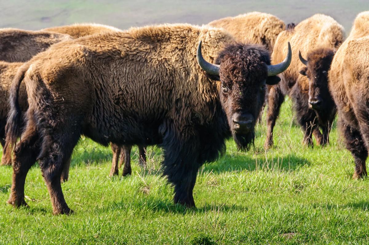 Colorado Bison