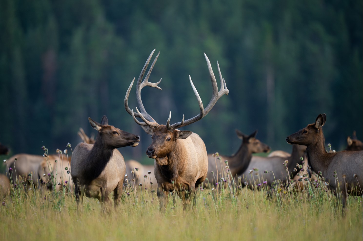 Colorado Elk