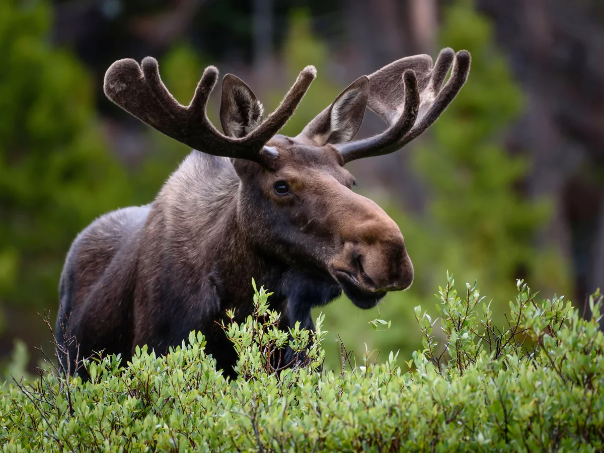 Colorado Moose