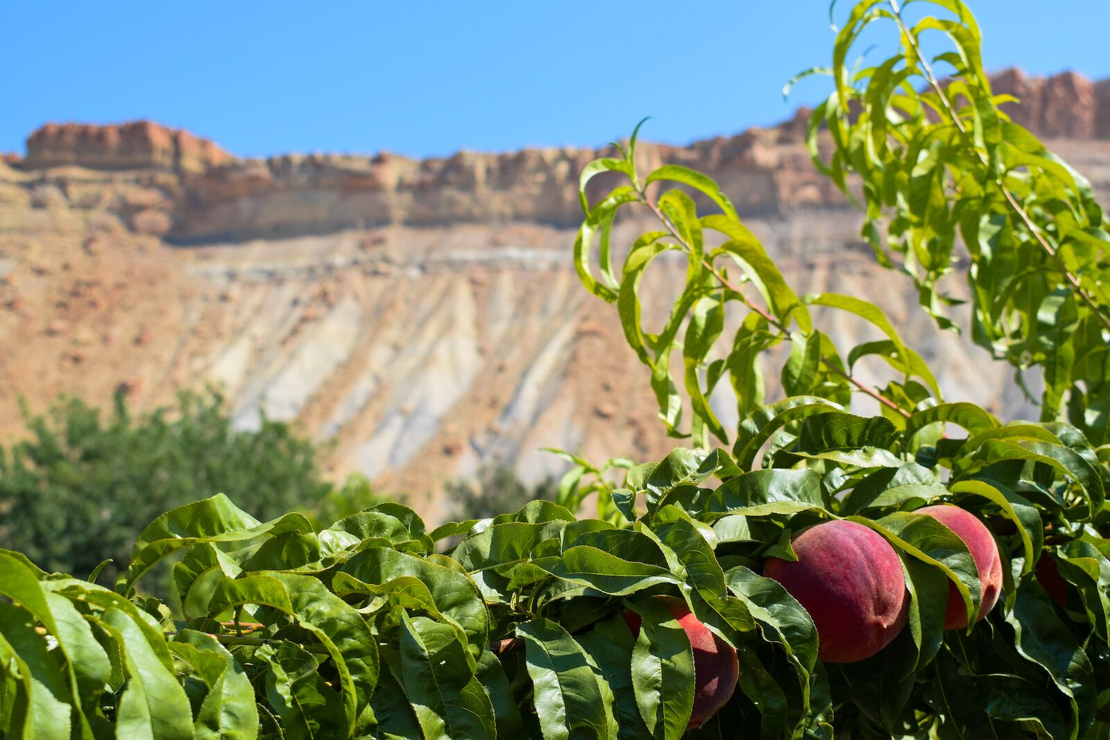 Palisade Peaches