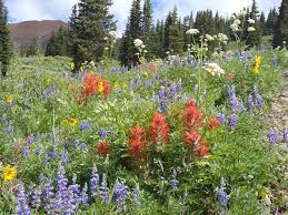 Mountain Colorado